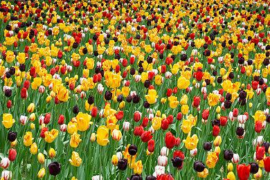 《GTA：三部曲-终极版》MTC遭遇差评轰炸 PC只有0.6分